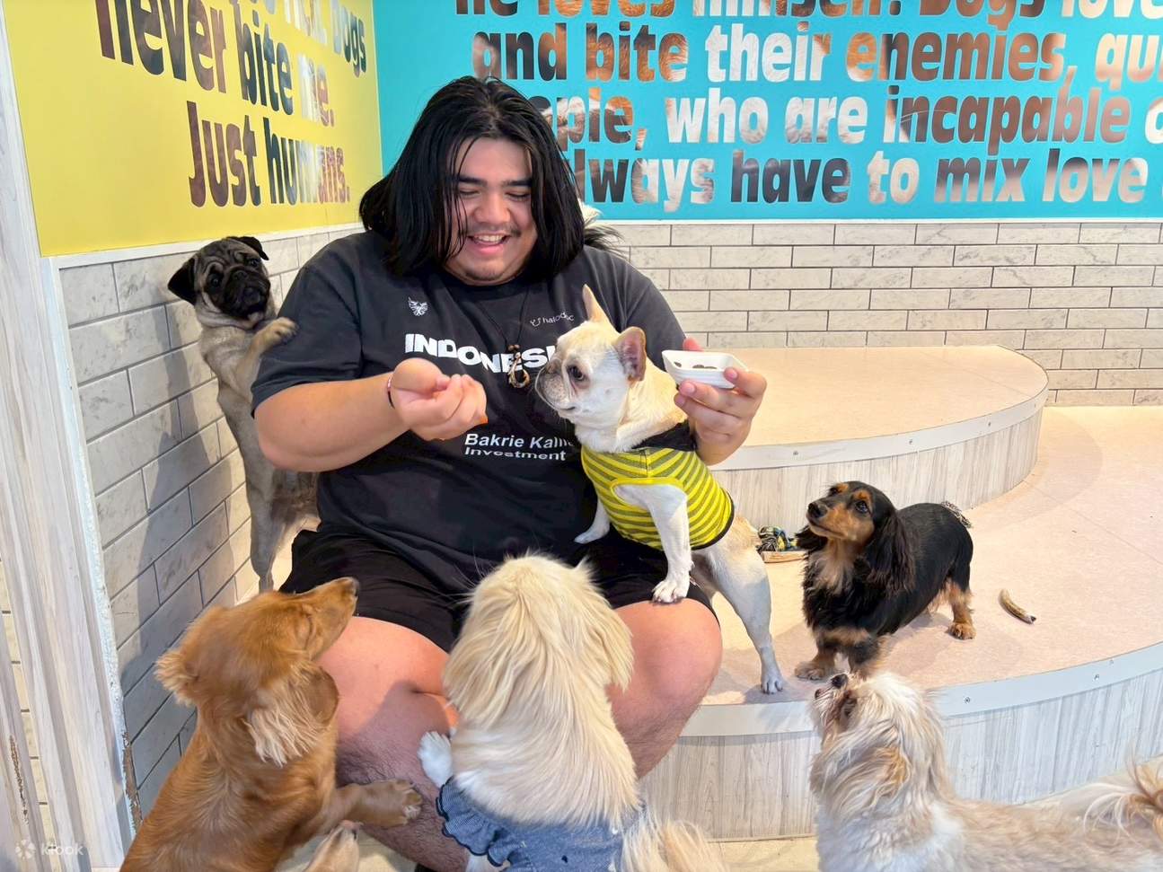 Dog Interaction Experience [Dog Cafe Rio Harajuku] - Klook